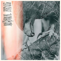 AUTHOR &amp; PUNISHER &quot;Nocturnal Birding&quot; CD